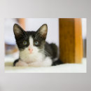 Recherche de curiosité posters Animaux de bébé