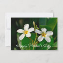 Suche nach frangipani karten Plumeria