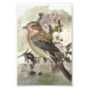 Recherche de jardin anglais posters Oiseau