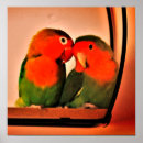 Suche nach lovebirds poster Natur