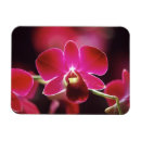 Suche nach orchideen magnete Rosa