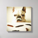 Recherche de moustache photographie Chiot