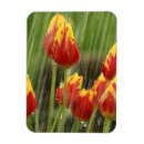 Recherche de photos de tulipe magnets Tulipes