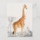 Recherche de girafe vintage cartes postales Nature