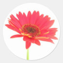 Recherche de marguerite rouge autocollants Floral