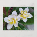 Suche nach frangipani postkarten Blume