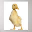 Suche nach vögel auf der ganzen welt poster Fotografien