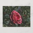 Recherche de rossis cartes postales Rose