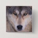 Suche nach fleischfresser buttons Fauna