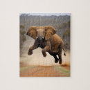 Recherche de kangourou puzzles Faune
