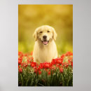 Suche nach rot und gold poster Blume