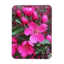 Recherche de fleurs roses magnets Rouge