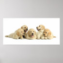 Suche nach goldener labrador poster Babys