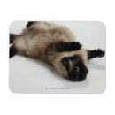 Suche nach rücken magnete Spaß