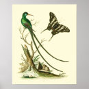 Suche nach hummingbird poster Ornithology