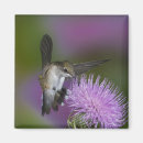 Suche nach kolibris magnete Flug