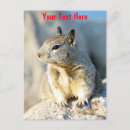 Suche nach graues eichhörnchen postkarten Grauhörnchen