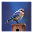 Recherche de oiseaux bleus posters Oiseau bleu