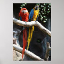 Suche nach macaws poster Papagei