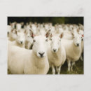 Recherche de troupeau cartes postales Agneau