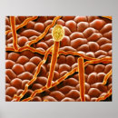 Suche nach pilze poster Darstellung
