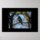 Suche nach chickadee poster Vögel