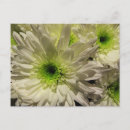 Suche nach weiße mäuse postkarten Blume
