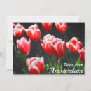 Suche nach amsterdam tulpen postkarten Frühling