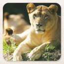 Suche nach afrikanischer löwe untersetzer Safari