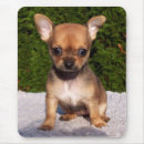 Recherche de adorable chien tapis souris Animal