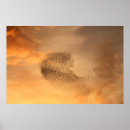 Suche nach starling Foto