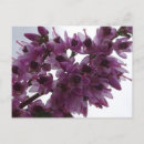 Suche nach der heide postkarten Blume