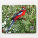 Recherche de perroquet rouge Photographie