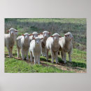 Suche nach kleines lamm poster Schafe