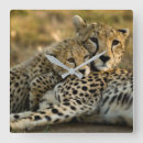 Recherche de guépard horloges Faune