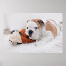 Recherche de anglais bouledogue art Chiot