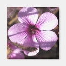 Suche nach die pelargonien Rosa