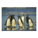 Recherche de oiseaux marins posters Animal