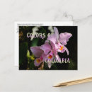 Recherche de orchidées roses cartes postales Cattleya
