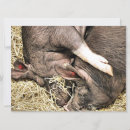 Suche nach kleiner hund einladungen Lustig