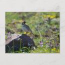 Suche nach larks postkarten Natur