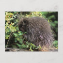 Suche nach stachelschweine poster Jaynes gallery