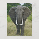 Suche nach afrikanischer elefant postkarten Masai mara