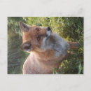 Suche nach fuchs postkarten Füchse