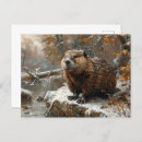 Recherche de castor cartes postales Faune