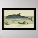 Recherche de zoologique posters Illustration