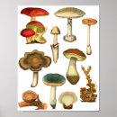 Suche nach fungi poster Natur