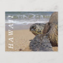 Suche nach hawaii schildkröten postkarten Meeresschildkröte