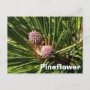 Recherche de arbre sapin cartes postales Vert