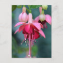 Recherche de fuchsia cartes postales Couleur